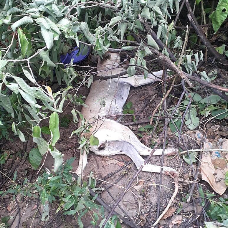 Devido o alto grau de toxicidade da substância colocada, alguns ficam agonizando até morte. (Foto: Reprodução).