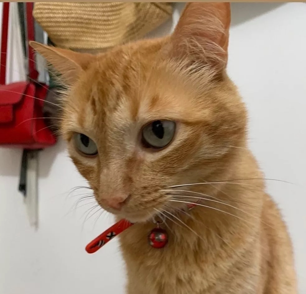 Gato 