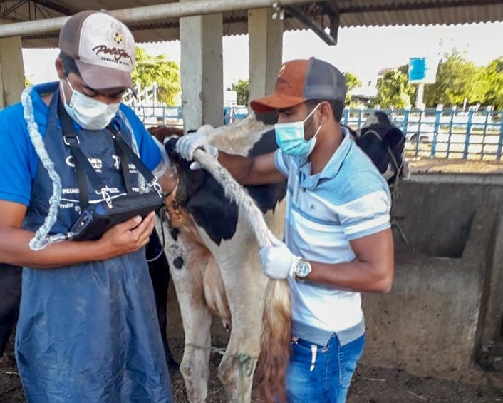 O projeto tem como objetivo melhorar a genética do rebanho bovino, que vai melhorar e aumentar a produção de leite no município (Foto: Divulgação)