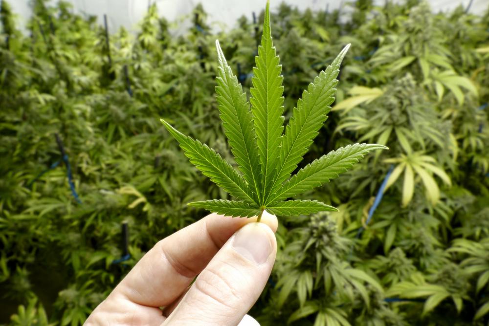 Para STJ, quem cultiva uma planta, naturalmente, faz uso de ferramentas típicas de plantio. (Foto: Ilustrativa).