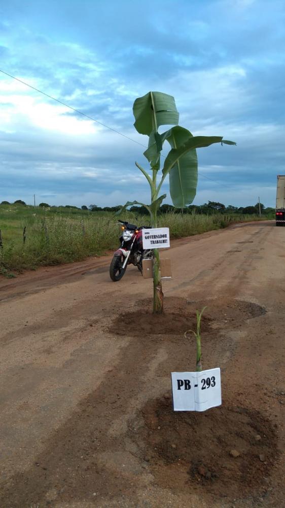 No Sertão: indignados com buracos, moradores plantam bananeiras em rodovia precária