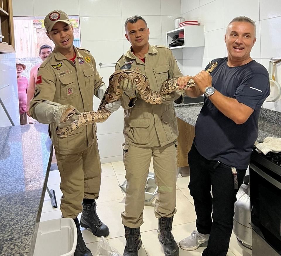 Com as técnicas necessárias, a Jiboia foi capturada e em seguida devolvida ao seu habitat natural, nas imediações do açude de São Gonçalo (Foto: Reprodução)