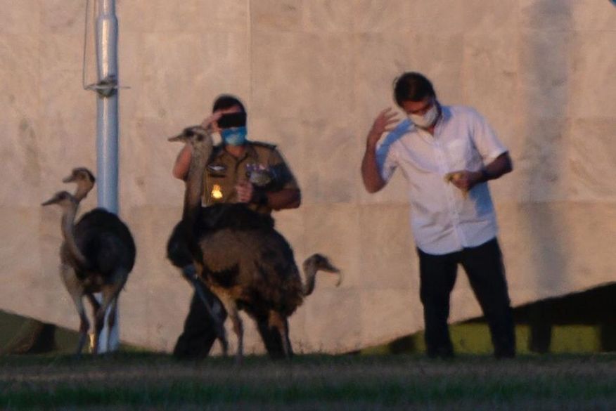 Durante a caminhada, já no lado de fora do Palácio, Bolsonaro decidiu alimentar uma ema que estava no gramado. (Foto: Reprodução).