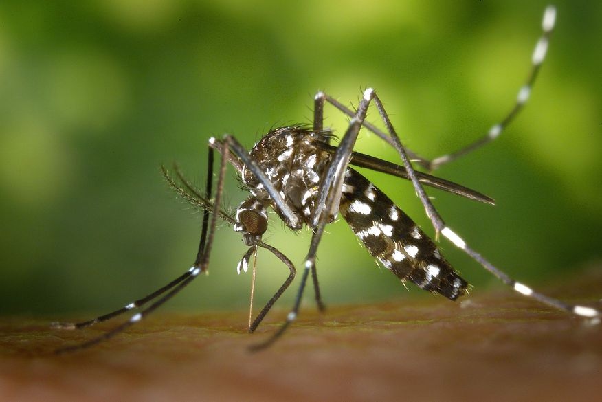 Em artigo publicado na revista Nature em 2016, os cientistas comprovaram a relação entre zika e microcefalia. (Foto: Reprodução).