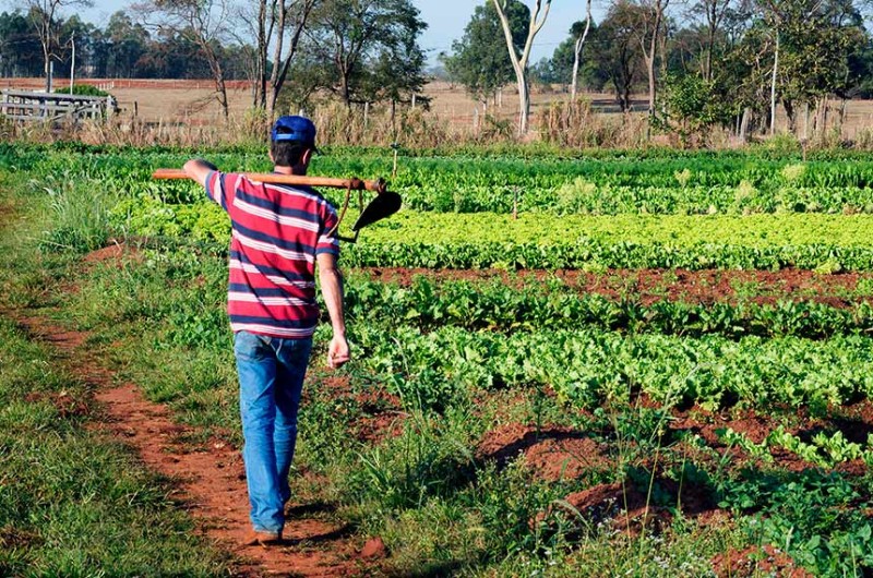 O texto permite o parcelamento de dívidas de pequenos produtores rurais com o Ibama - Jorge Etecheber/SESC-SP