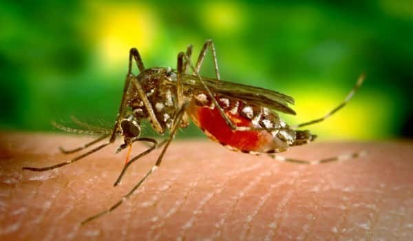 Paraíba registra primeiro caso de grávida infectada pelo zika vírus em 2022; entenda como se prevenir
