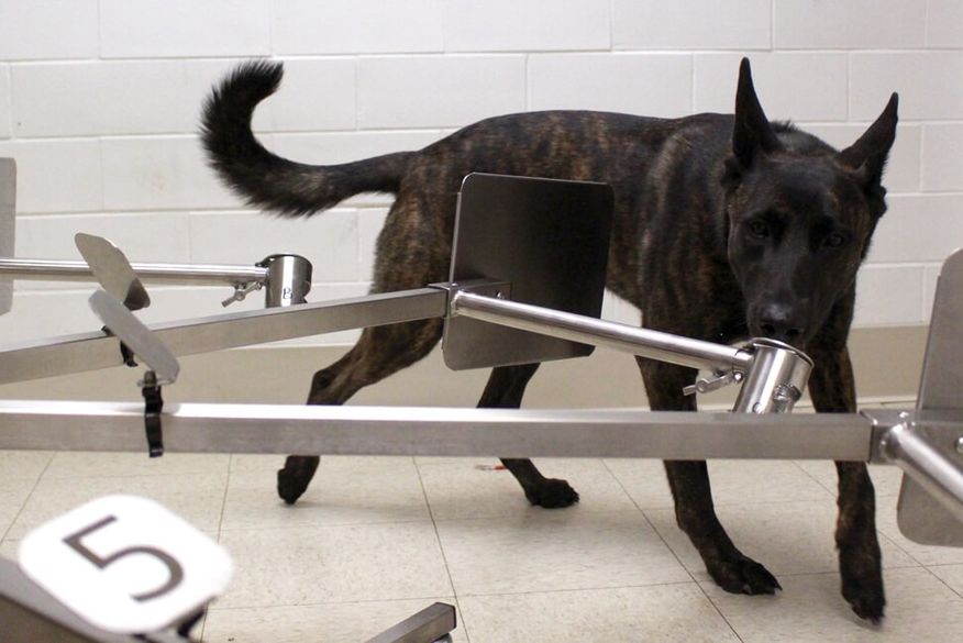 Segundo o estudo, as amostras com as quais os cães farejadores estão sendo testados foram quimicamente inofensivas. (Foto: Reprodução).