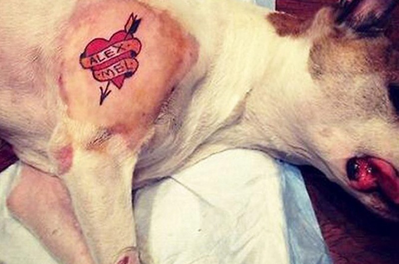 Projeto que proíbe tatuagem em animais de estimação teve relatório favorável de Izalci Lucas e segue para a CCJ - Gab. Dep. Edmir Chedid/ALESP