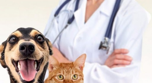 Docentes de Medicina Veterinária do IFPB Campus de Sousa participam de projeto de castração. (Foto: Ilustrativa).