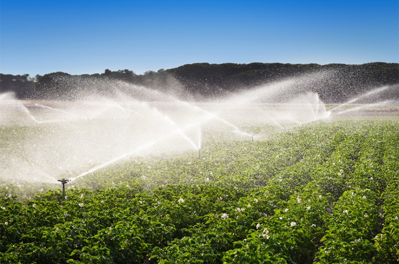 Proposta de Luis Carlos Heinze exime projetos de irrigação de obedecer a restrições nas áreas de preservação - Getty Images/iStockphoto