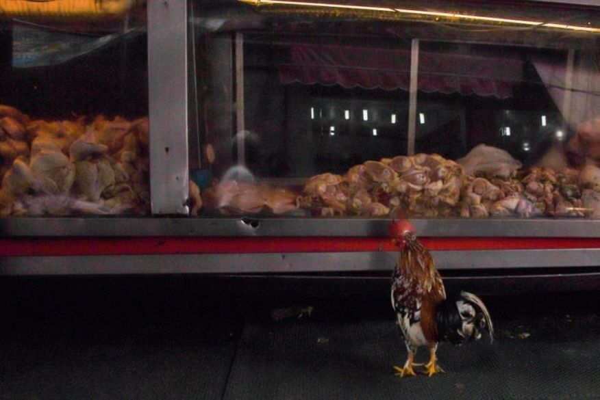 A contaminação de frango brasileiro pode provocar uma nova queda das exportações brasileiras para a China. (Foto: Reprodução).