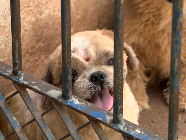 A fiscalização e aplicação das multas às pessoas físicas ou jurídicas que abandonarem os animais. (Foto: Reprodução).