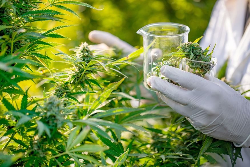 Desde 2015, o Brasil permite a importação da Cannabis medicinal para o uso compassivo de pacientes refratários ao tratamento convencional. Segundo a Anvisa, 7.800 brasileiros têm autorização para importá-la. (Foto: Reprodução).