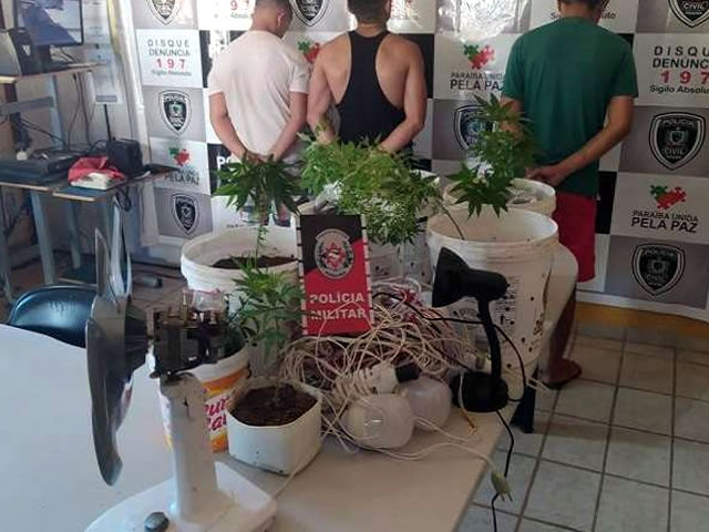 No local havia uma estufa com ventilação e iluminação que era utilizada no cultivo da planta. (Foto: Divulgação Polícia Militar).