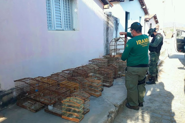 Os animais abatidos precisaram ser incinerados, enquanto os demais acabaram soltos em habitat natural. (Foto: Divulgação Assessoria)