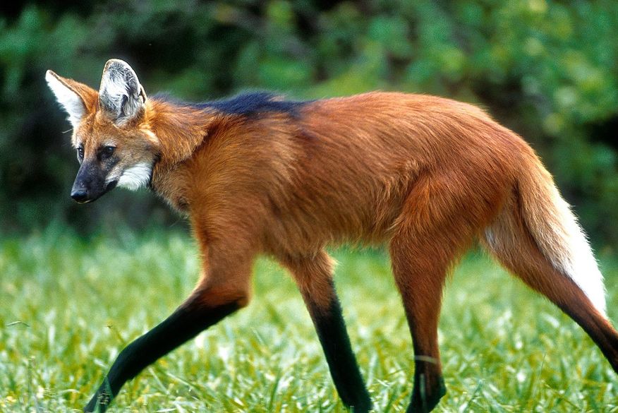 O animal escolhido para a nova nota, o lobo-guará, foi o terceiro colocado em uma pesquisa feita pelo Banco Central em 2000. (Foto: Reprodução).