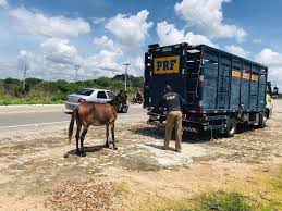 A remoção de animais soltos em rodovias federais é uma das atribuições da PRF (Foto: Reprodução)