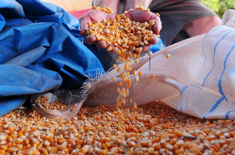 A nova lei determina que empresas do setor agropecuário auxiliem o poder público na tarefa de manter rebanhos, lavouras e produtos seguros e saudáveis - Pedro Ventura/Agência Brasília