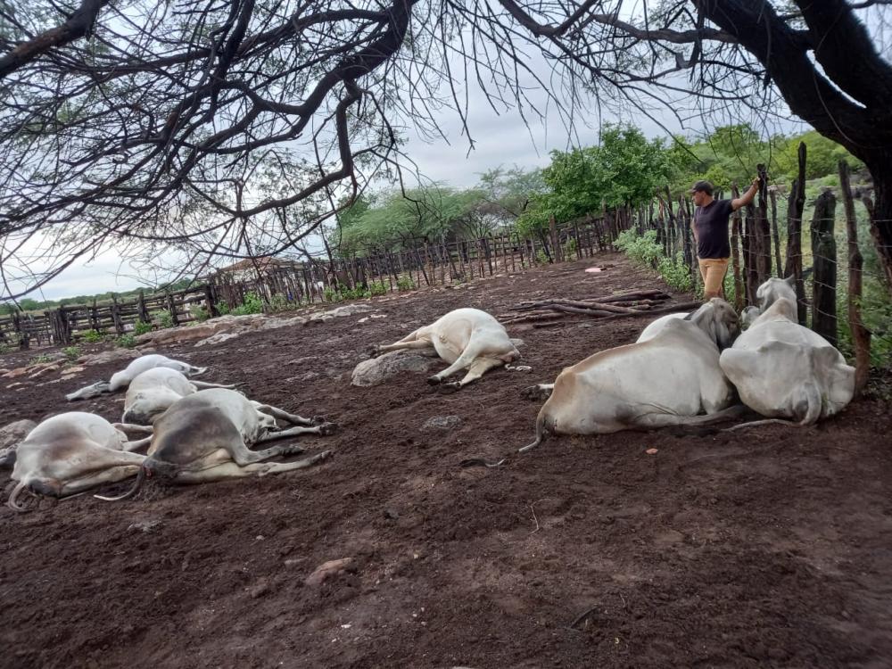 Oito vacas e um bezerro foram atingidos por uma descarga elétrica ocasionada pela queda de um raio na localidade conhecida como “Benção de Deus”. (Foto: Reprodução).