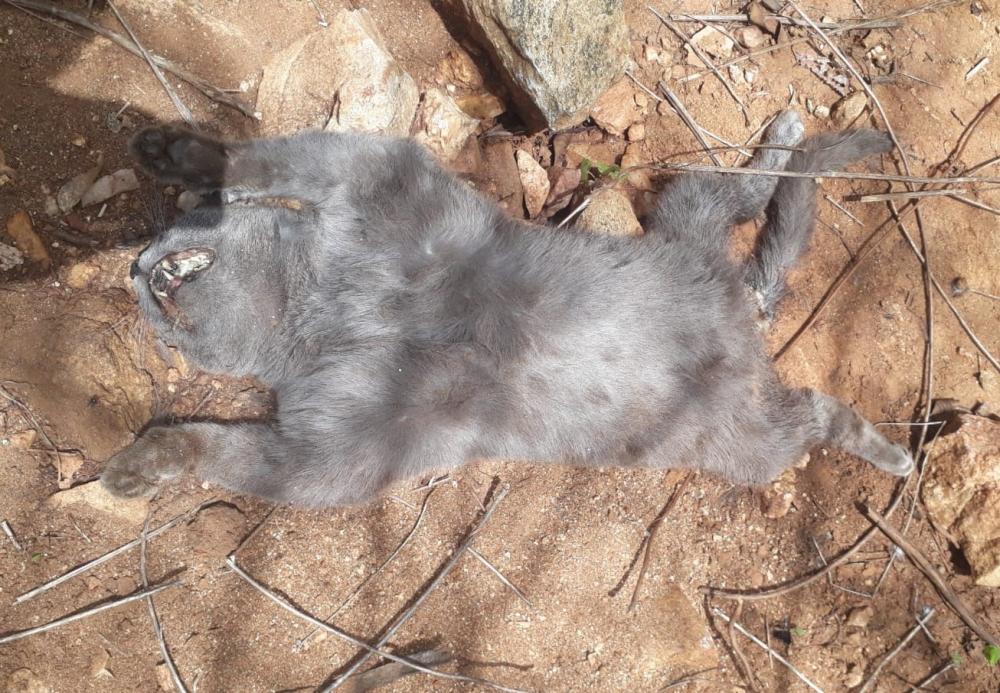Após o Boletim de Ocorrência ser registrado, o caso será investigado pela Polícia Civil, para que as providências cabíveis sejam adotadas (Foto: Reprodução)