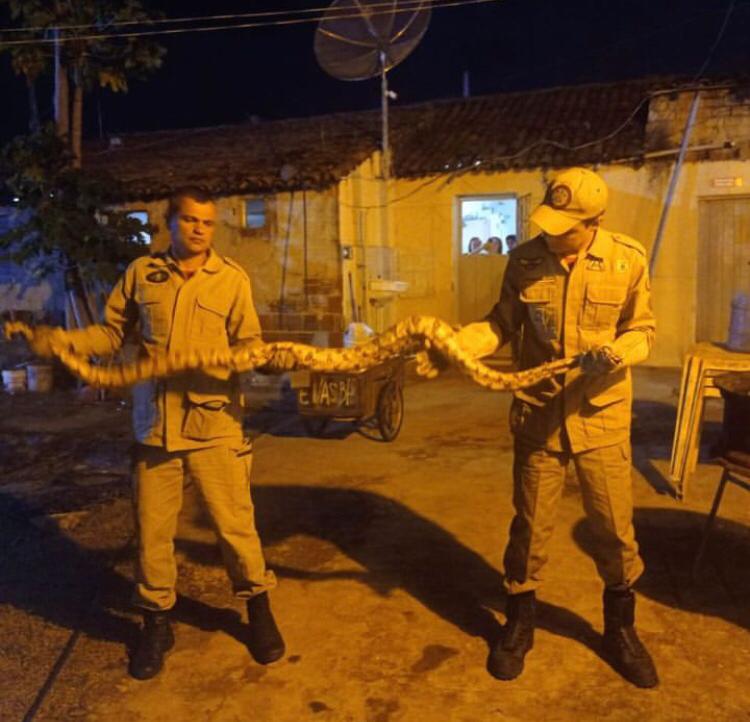 Os bombeiros militares ao chegarem no local, realizaram a captura do animal e posteriormente devolvido em segurança ao seu hábitat natural. (Foto: Reprodução)