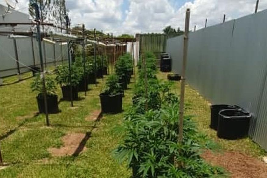 Noronha foi flagrado com diversas espécies de sementes e mudas, além de plantas já desenvolvidas, em um lote em São Sebastião. O espaço contava com estrutura de iluminação e estufa para condicionamento do entorpecente. (Foto: reprodução)