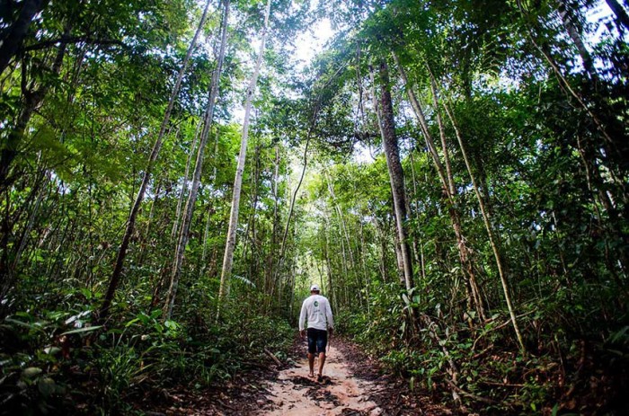 Extração de castanha em área de floresta em Mato Grosso