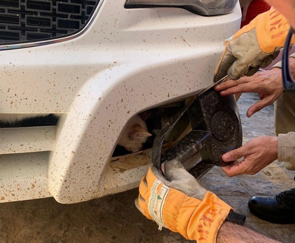 Ao averiguar a situação, os bombeiros militares rapidamente identificaram a presença do gatinho, desmontaram parte do chassi carro, liberando, assim, o animal em segurança (Foto: Reprodução)