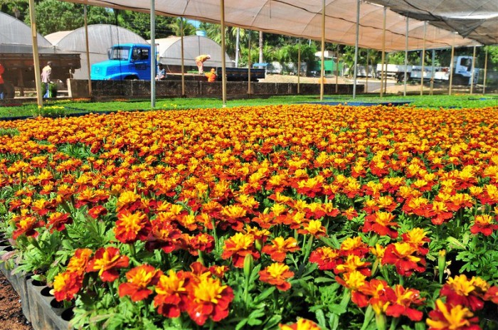 A produção de flores e plantas ornamentais poderá contar com crédito rural e outros instrumentos de estímulo - Foto: Acácio Pinheiro / Agência Brasília