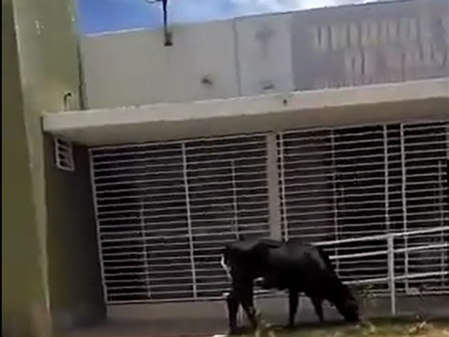 Ainda durante a filmagem, é possível inventividade uma vaca pastando sobre a calçada da referida UBS na cidade sertaneja (Foto: Reprodução)