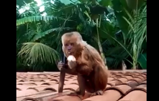 O casal de agricultores já informou o fato ao corpo de bombeiros da cidade de Sousa para captura-lo caso macaco volte aparecer novamente. (Foto: Reprodução).
