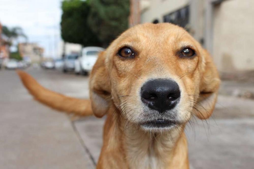 Desembargador Ricardo Porto entende ser impossível que um cachorro possa figurar num processo judicial (Foto: Ilustrativa)