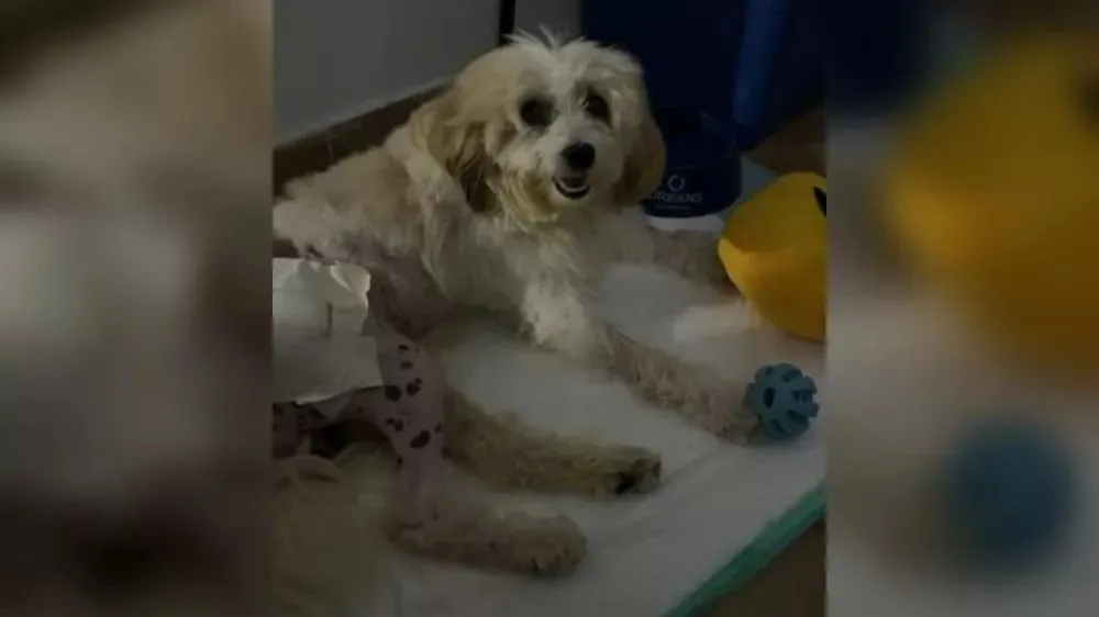 O caso envolve o cachorro “Pelado”, que, segundo o processo, foi atendido de forma inadequada por uma clínica veterinária vinculada ao município, o que resultou em danos ao animal. (Foto: Reprodução).