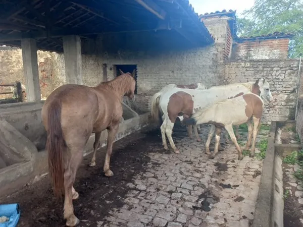 De acordo com o secretário de Agricultura, Jaime Miguel, a ação visa reduzir o risco de acidentes causados por animais soltos nas vias públicas. (Foto: Reprodução).