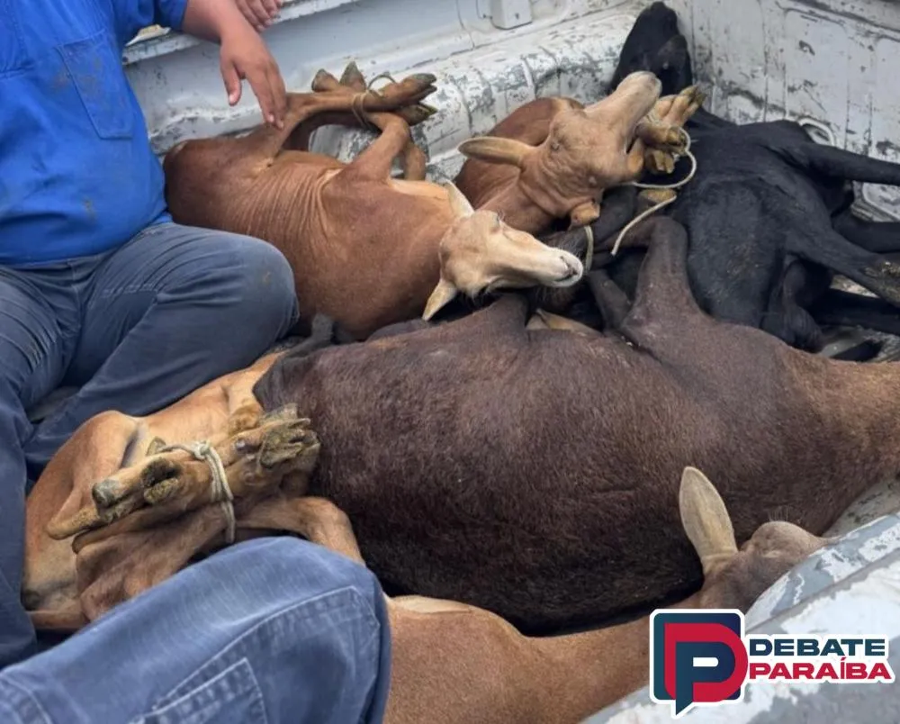 As partes envolvidas e os animais recuperados foram conduzidos para a delegacia de Polícia Civil, para serem adotadas as providências cabíveis (Foto: Reprodução)