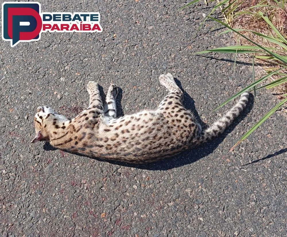 O animal que tem características selvagem, foi atropelado por veículos que transitavam pela rodovia e morreu (Foto: Reprodução)