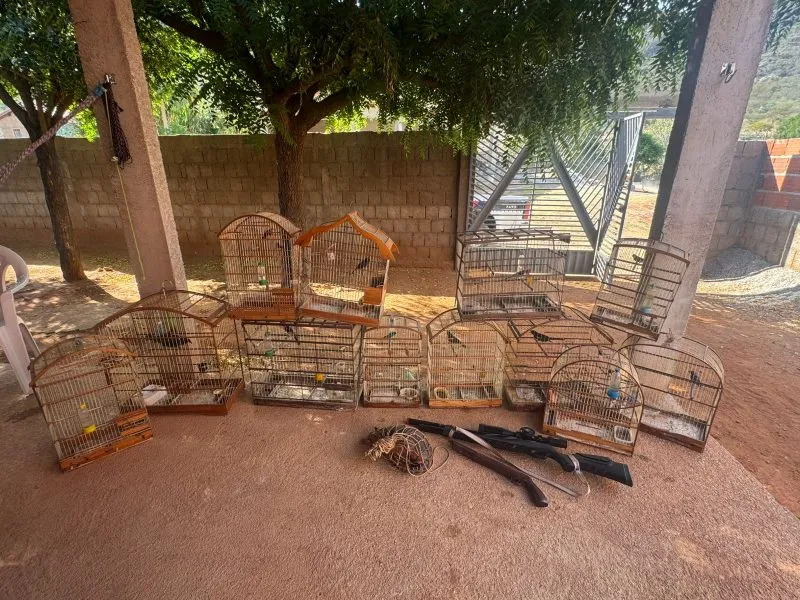 Entre os animais resgatados estavam 50 aves de diversas espécies e um tatu-peba. (Foto: Reprodução).