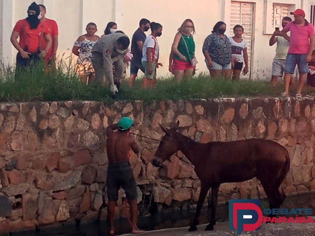 O Corpo de Bombeiros foi acionado e logo em seguida foi feita a retirada do animal (Foto: Reprodução)