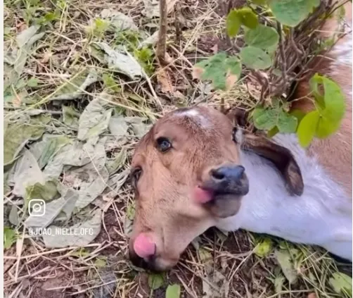 Vídeo: Animal nasce com duas cabeças em São José da Lagoa Tapada e chama atenção de moradores no Sertão da Paraíba