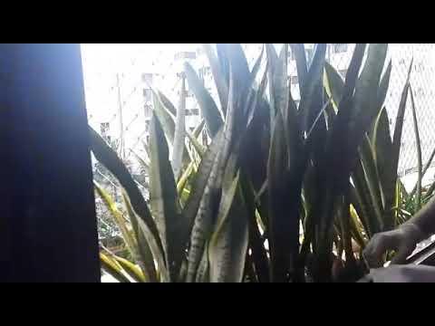 Calvário: PF encontra celular enterrado em vaso de planta e suspeito disse que estava rezando